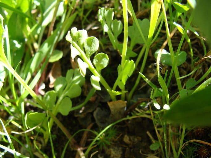Botrychium 4