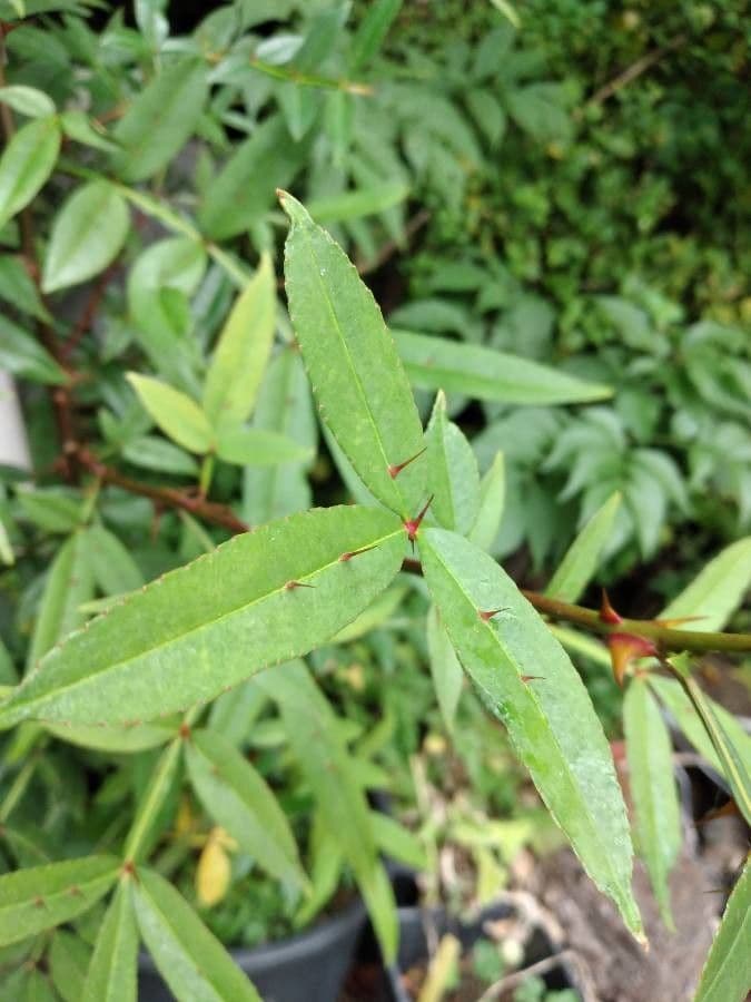 Zanthoxylum 14