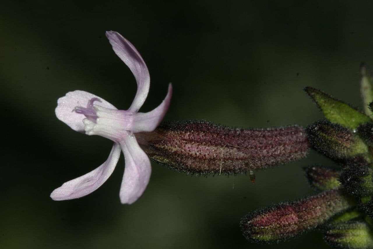 Catchfly parduzco