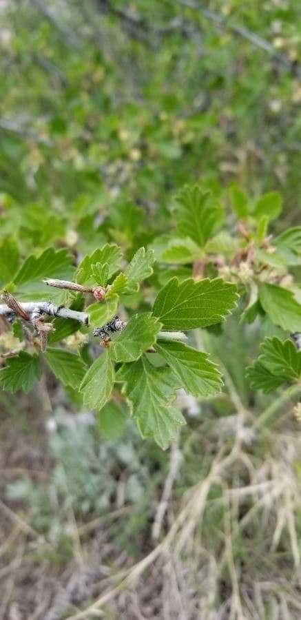Cercocarpus montanus 19
