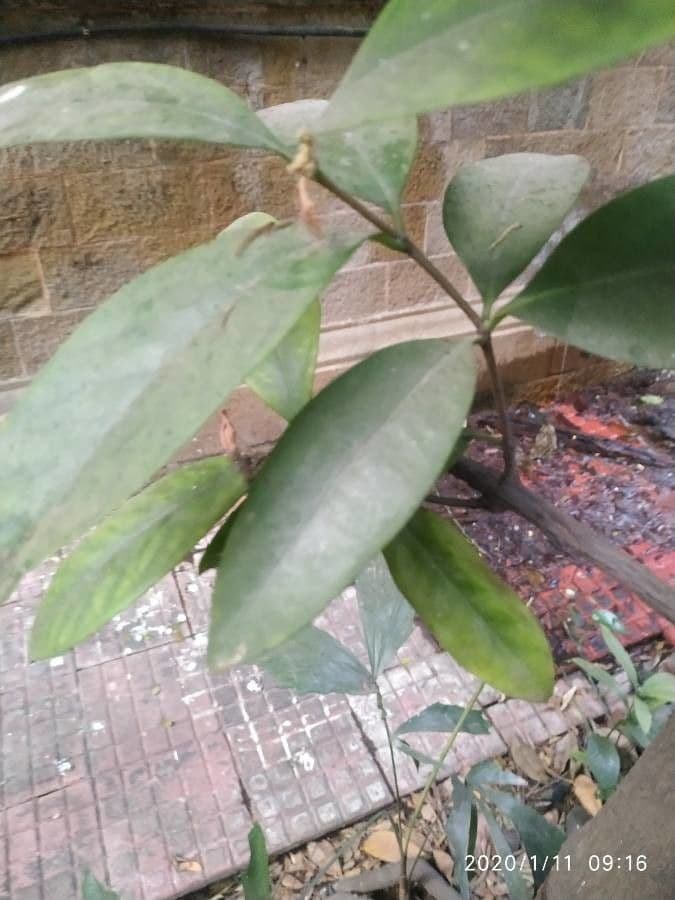 Garcinia 6