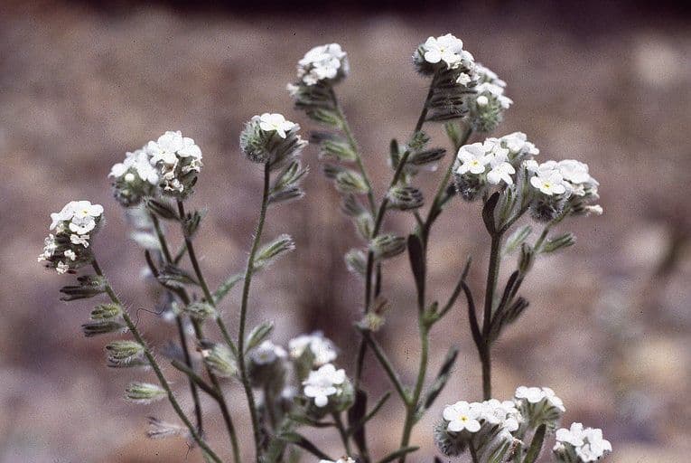 Cryptantha 4