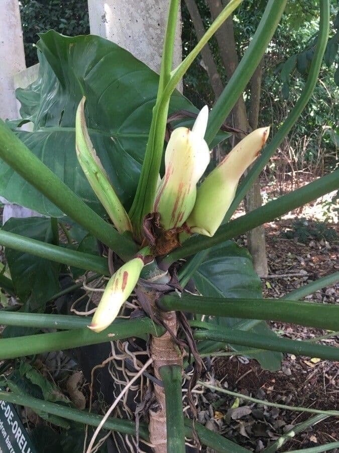 Barrosos Philodendron 2
