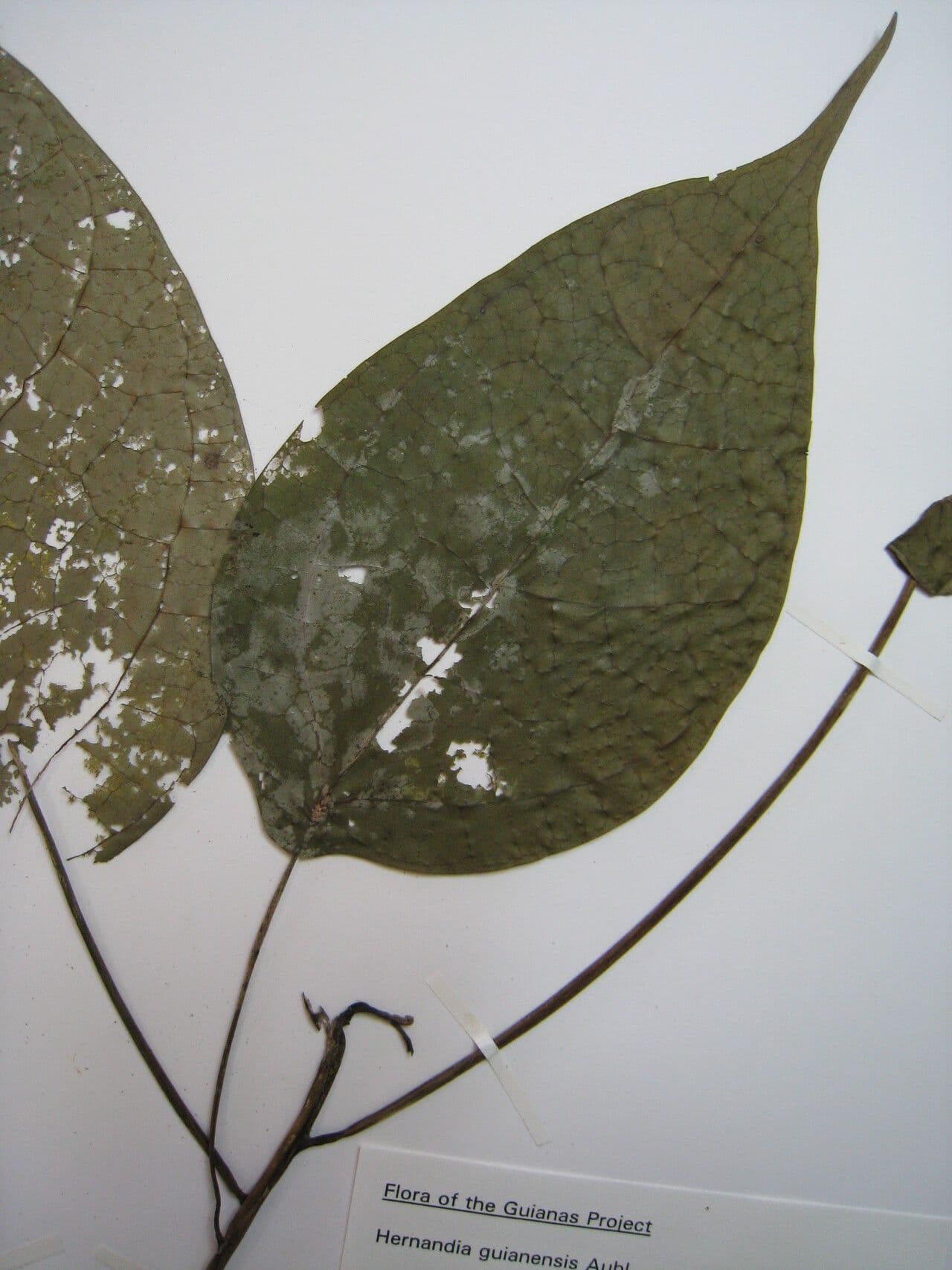 Hernandia 3