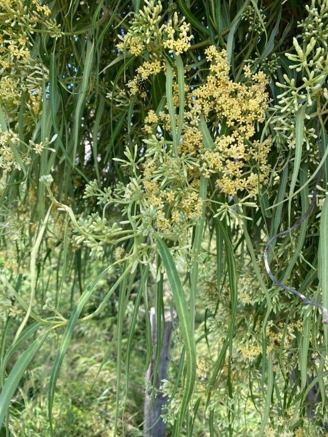 Geijera parviflora 10