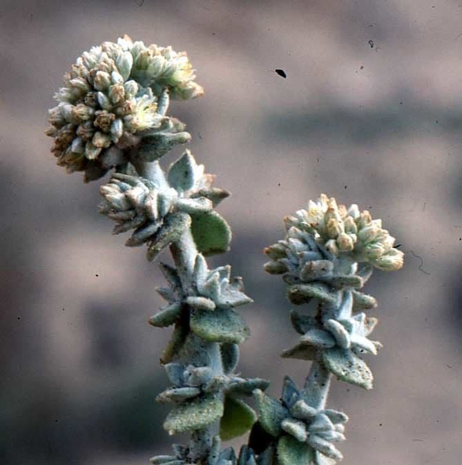 Polycarpaea 9