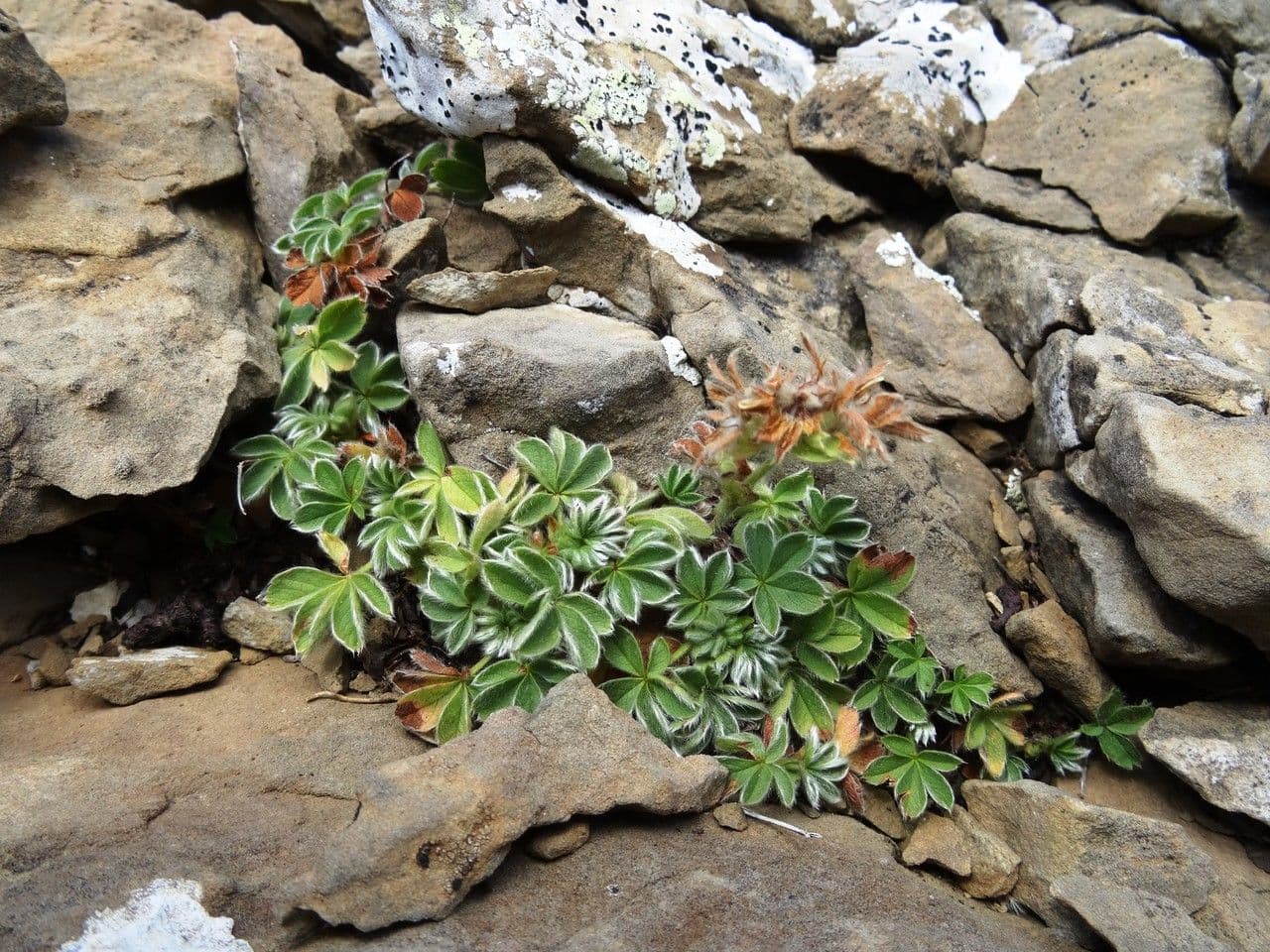 Schneehügel Fingerkraut 11