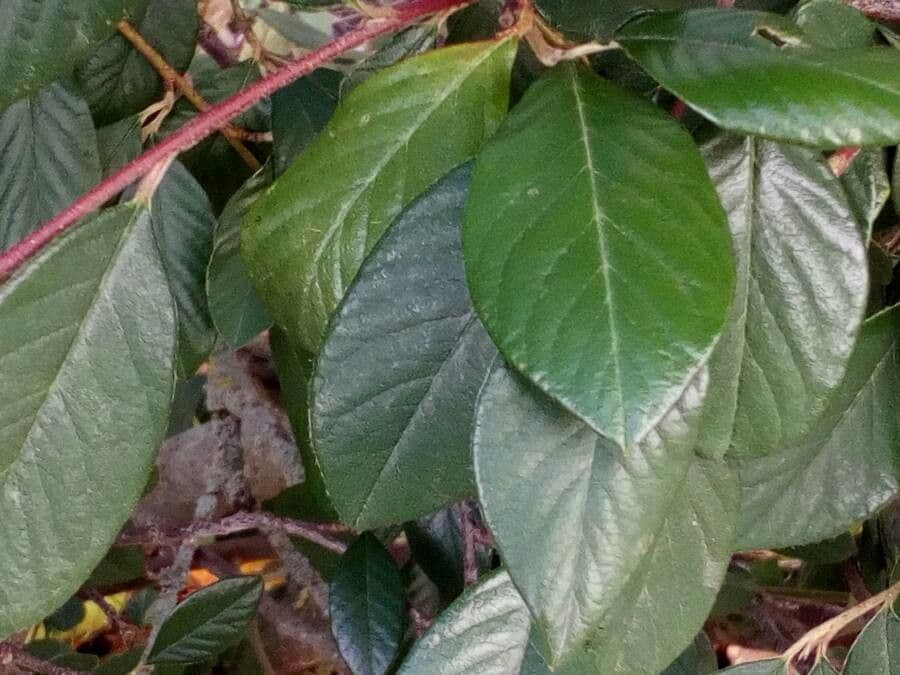 Cotoneaster glauque 8