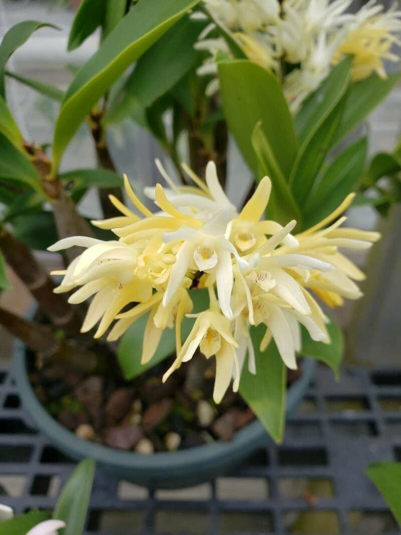 Dendrobium