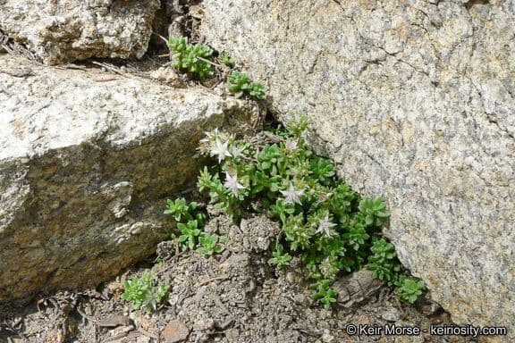Sedum 9