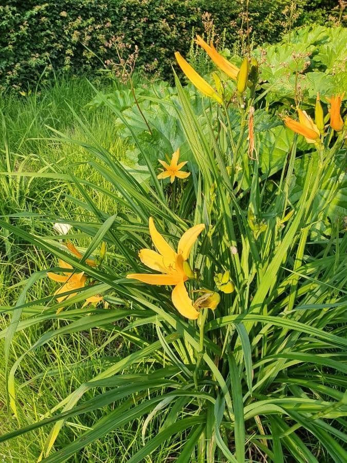 Hemerocallis citrina 4
