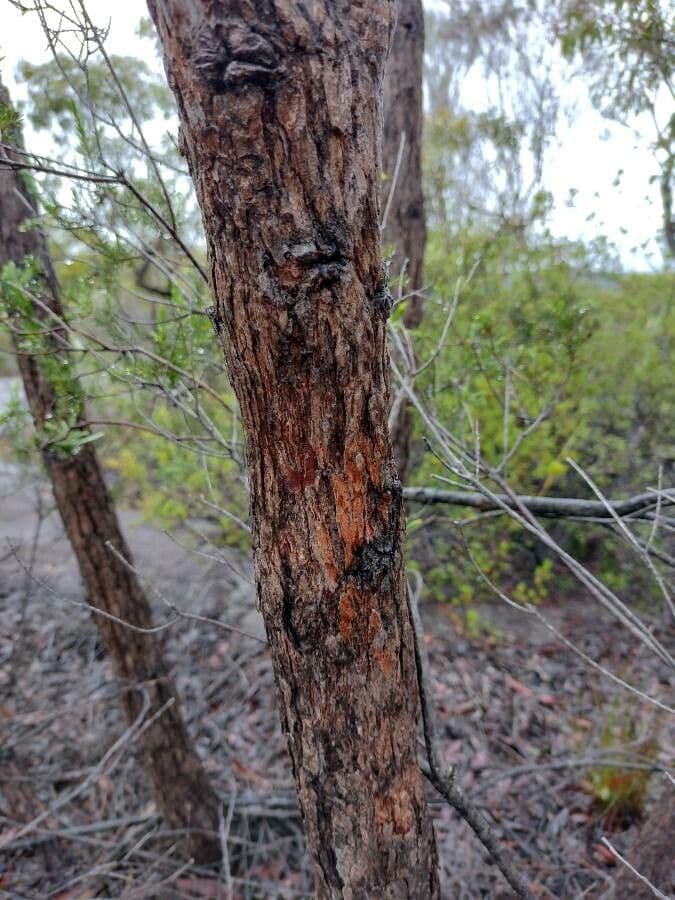 Corymbia 6