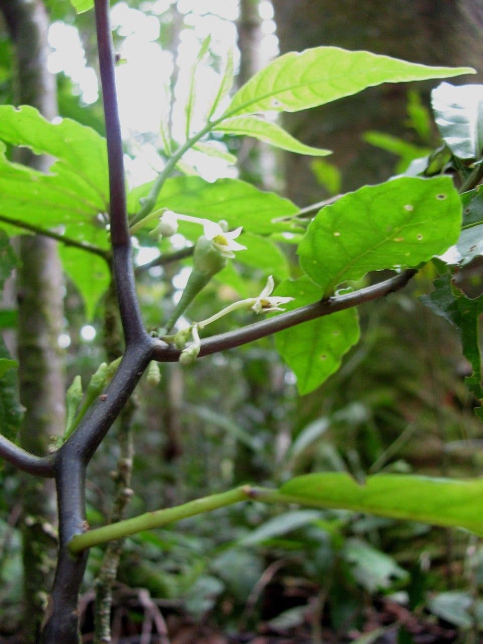 Solanum trizygum 7