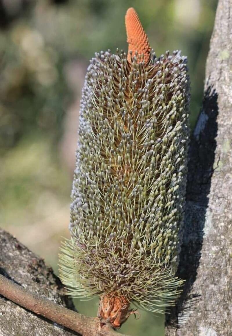 Banksia