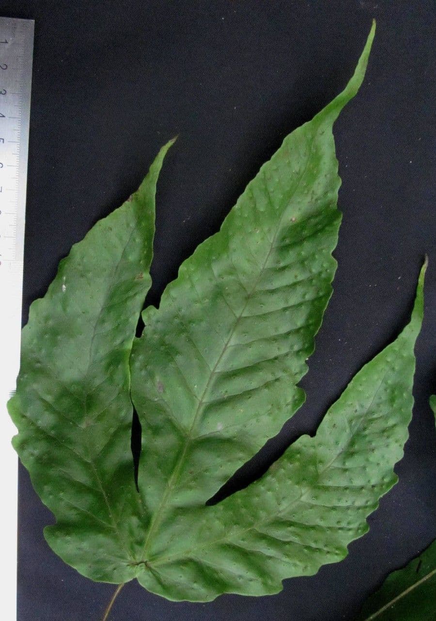 Tectaria heracleifolia 12