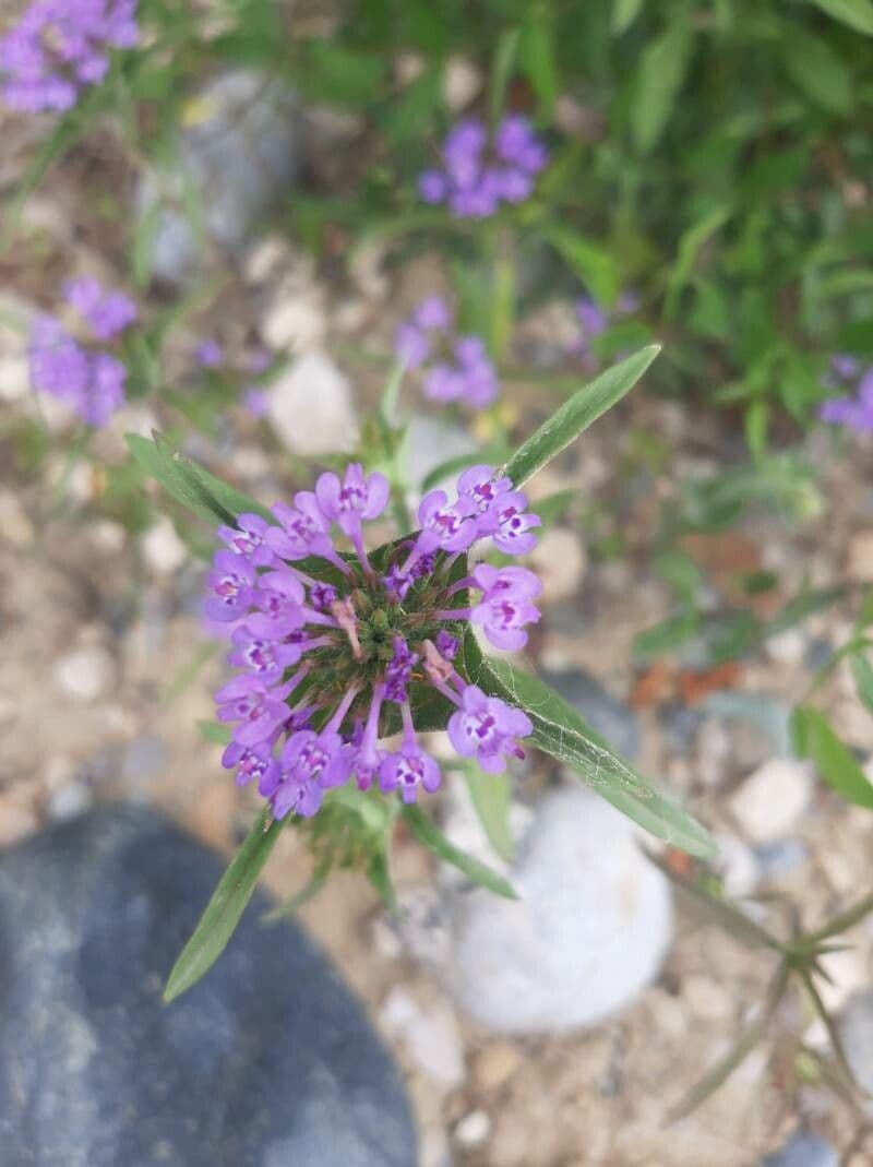 Ziziphora capitata 3