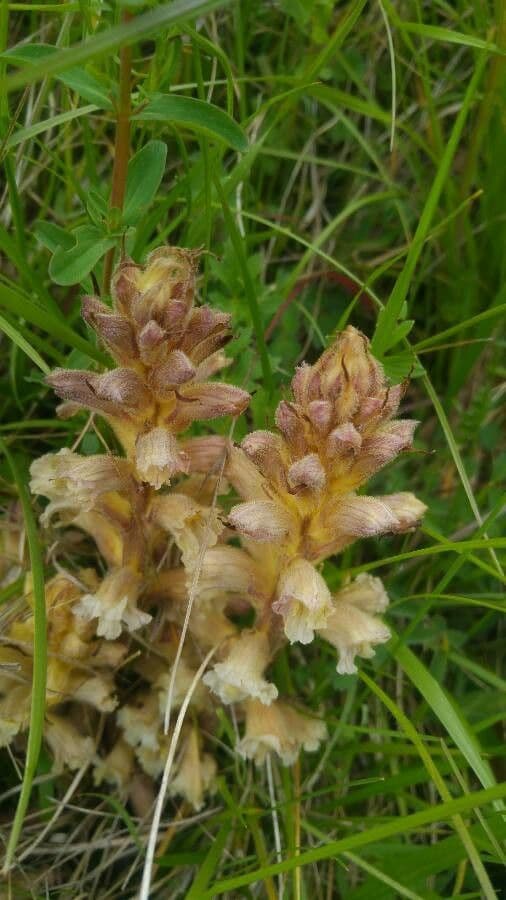 Orobanche gialla 3