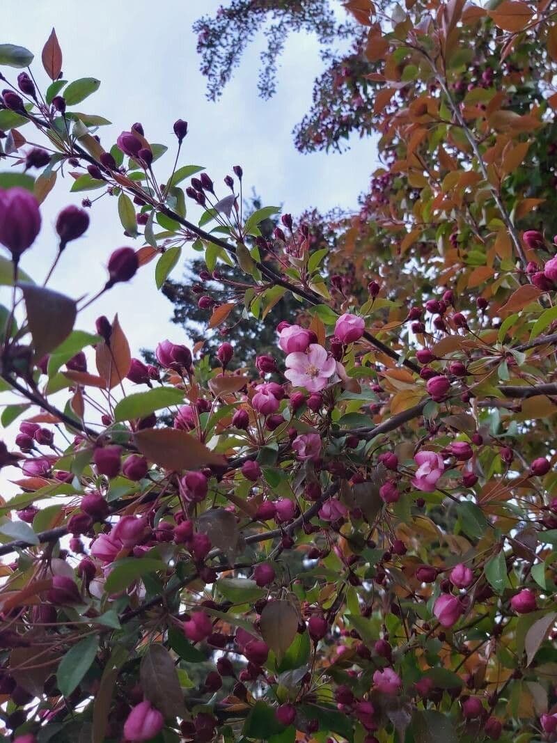 Melo da fiore del Giappone 29