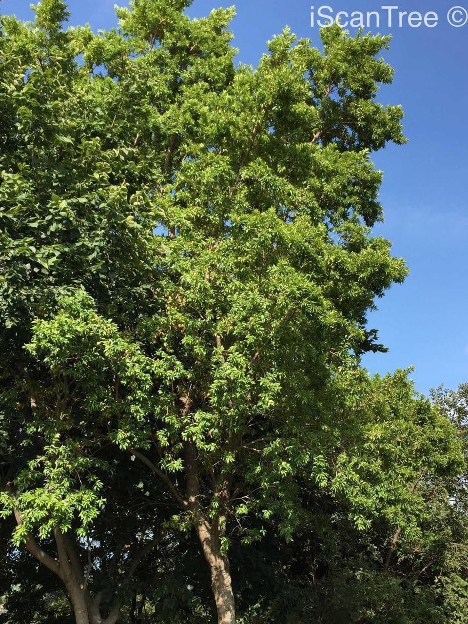 Combretum 5