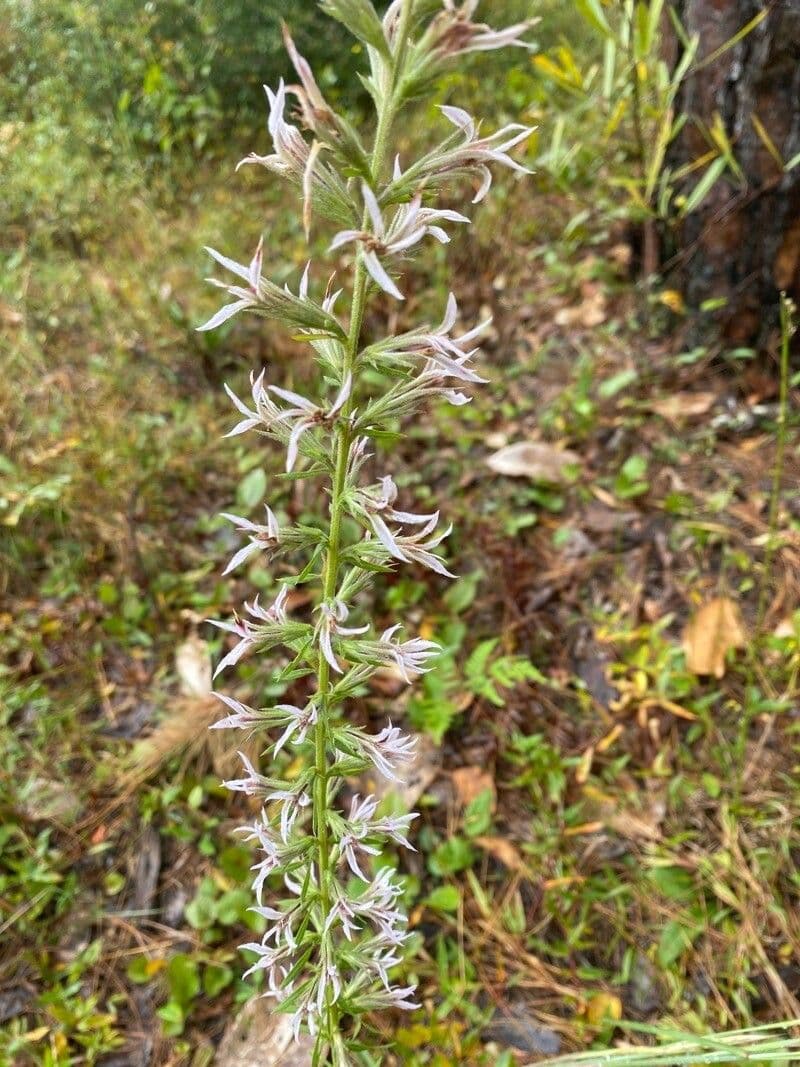 Liatris elegans 5