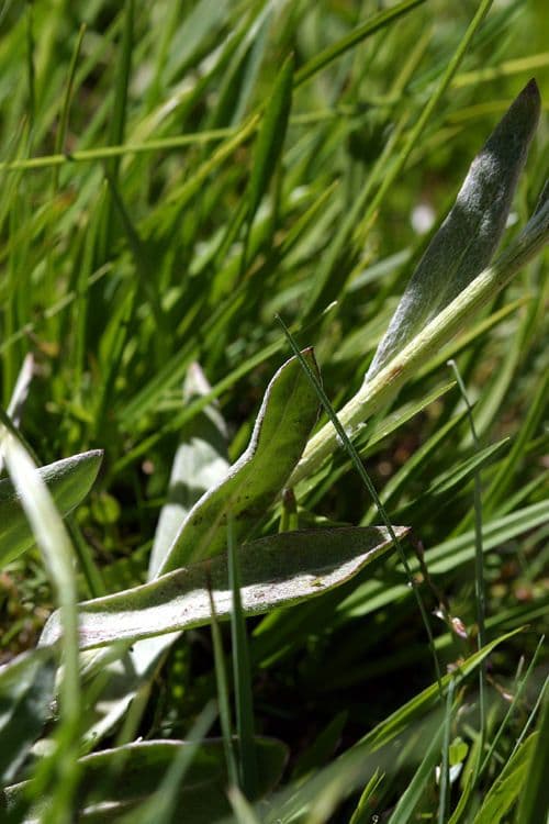 Senecio 8