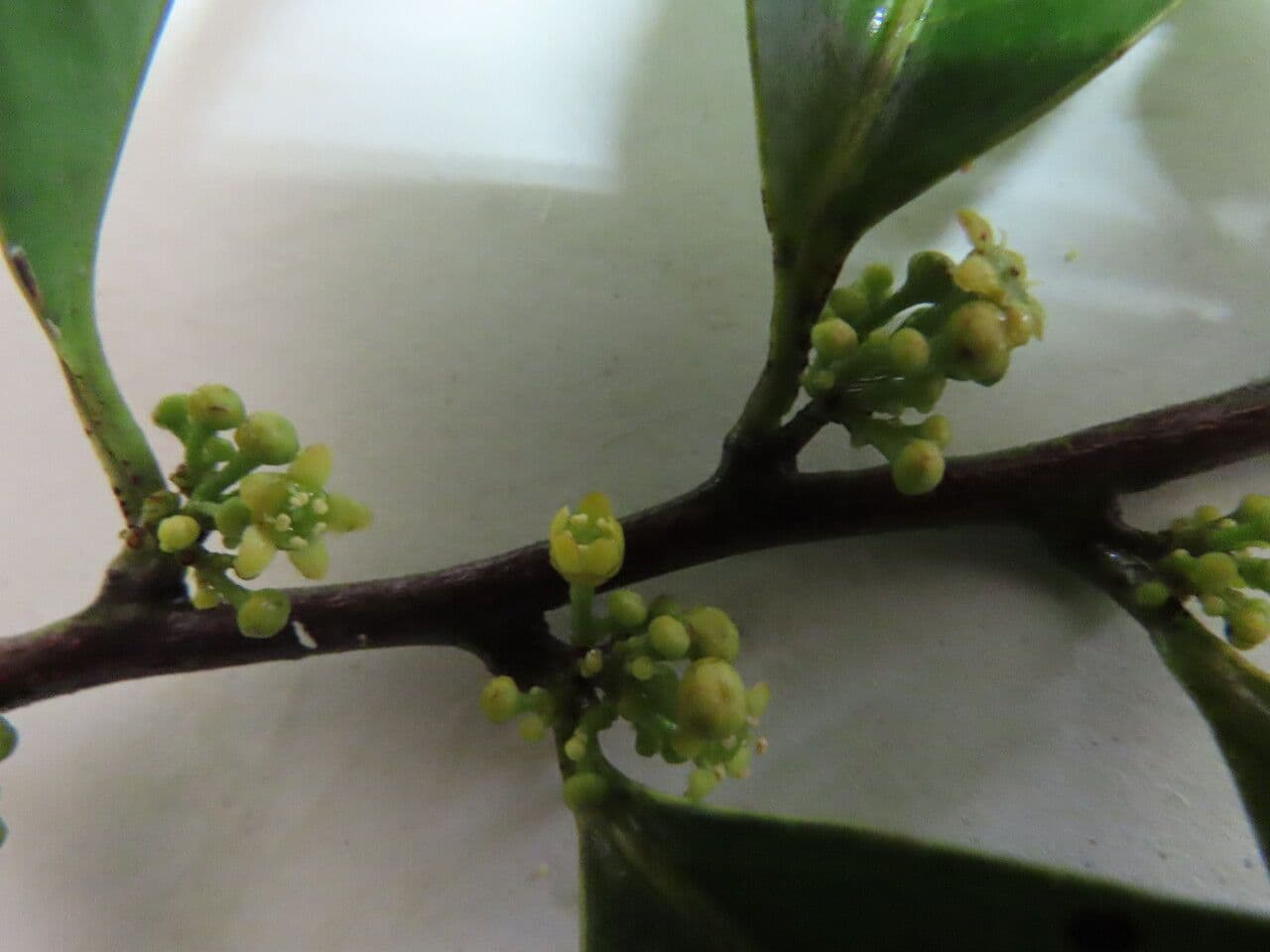 Maytenus 2