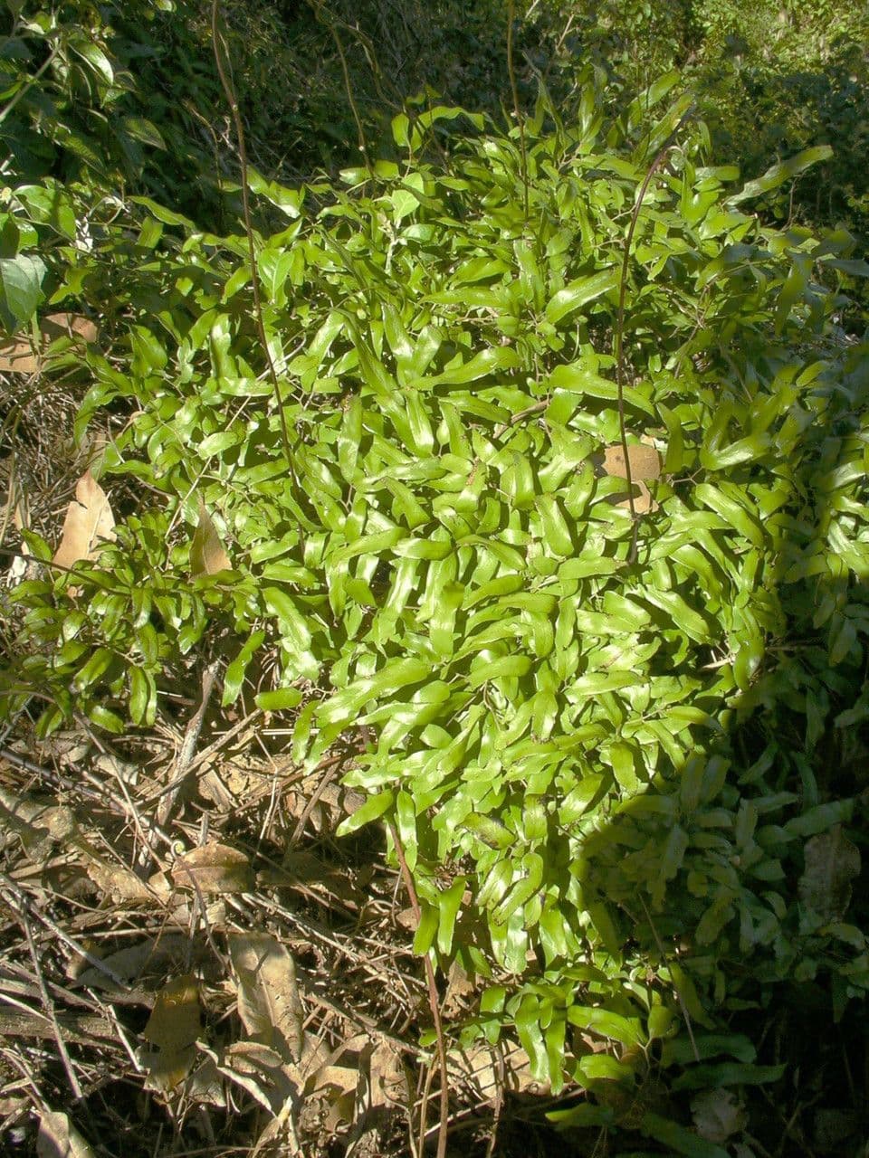 Lygodium