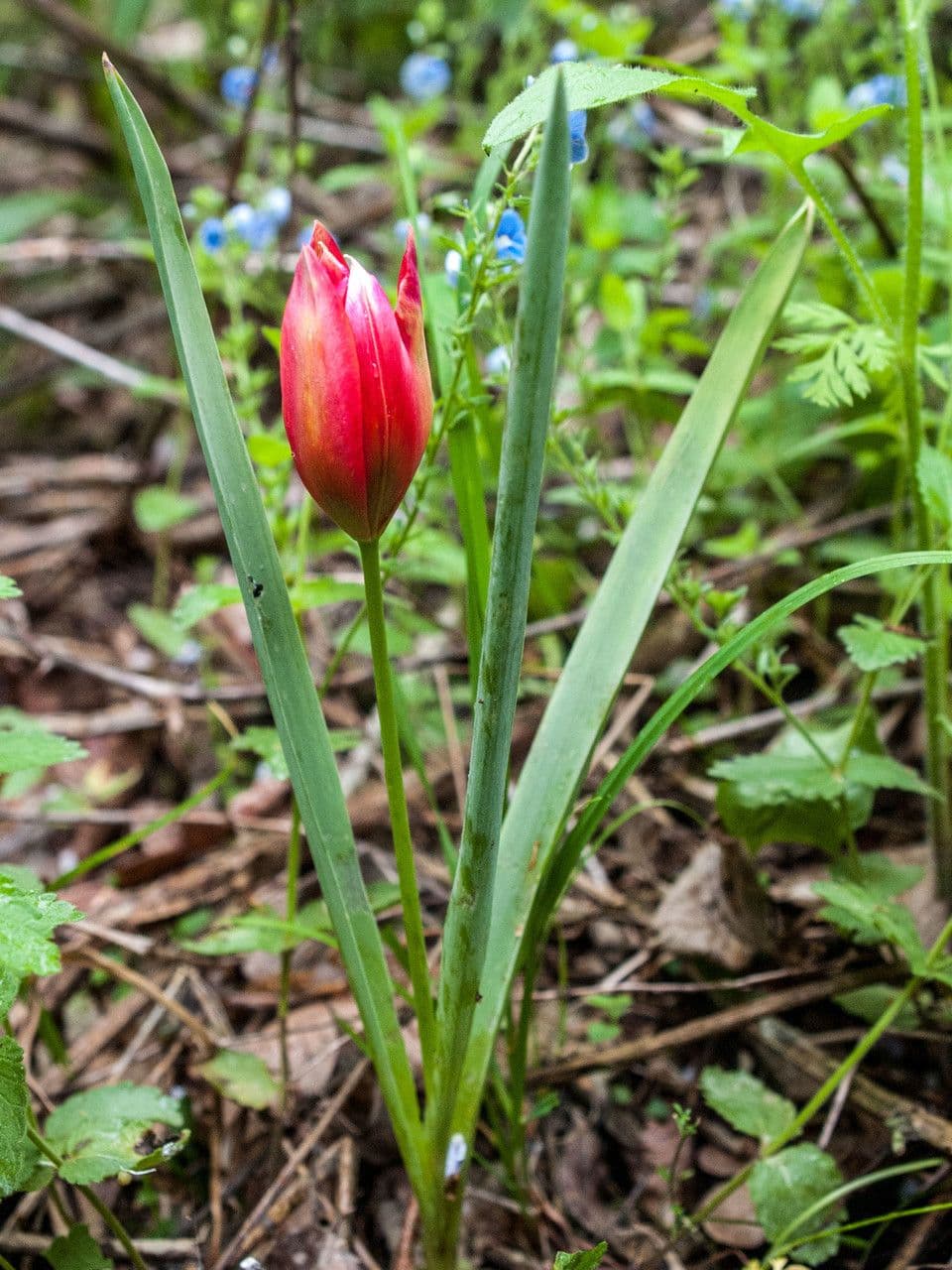 Tulipe d'Orient 6
