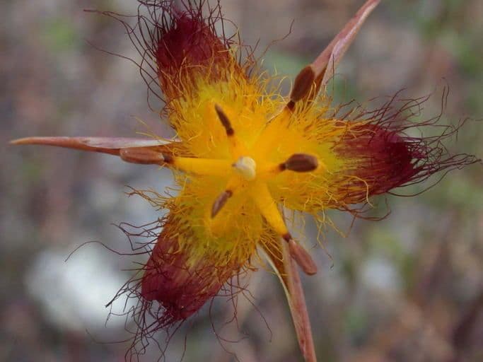 Calochortus obispoński 2