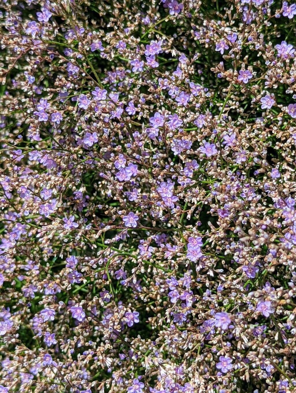 Goniolimon 3