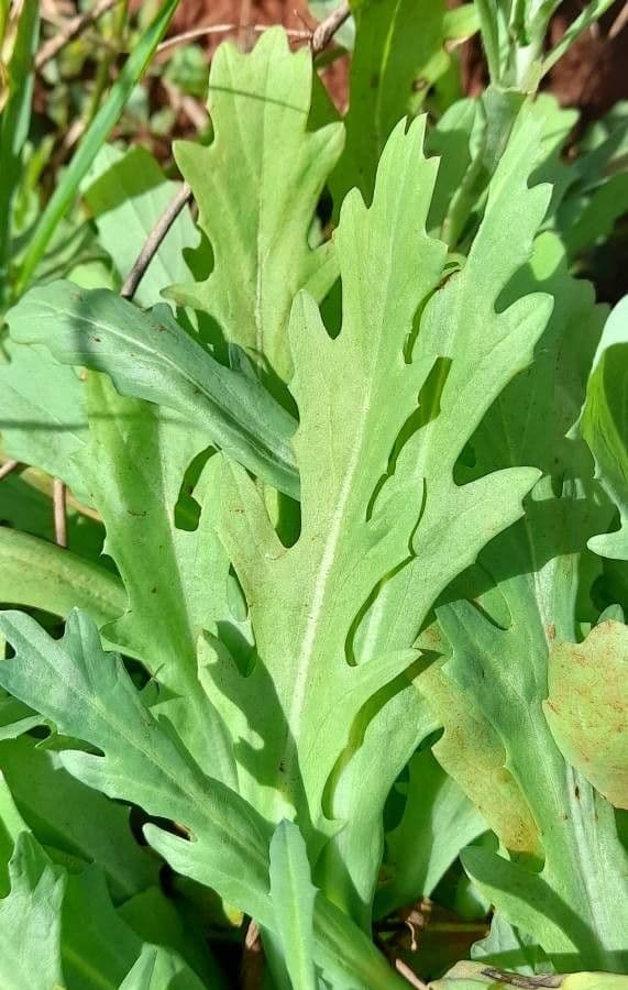 Acicarpha tribuloides 10
