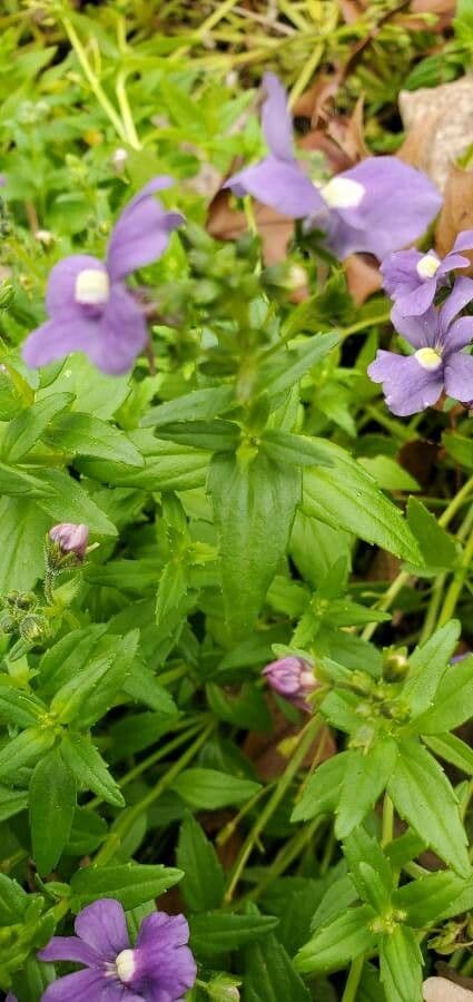 Nemesia arbustiva 6