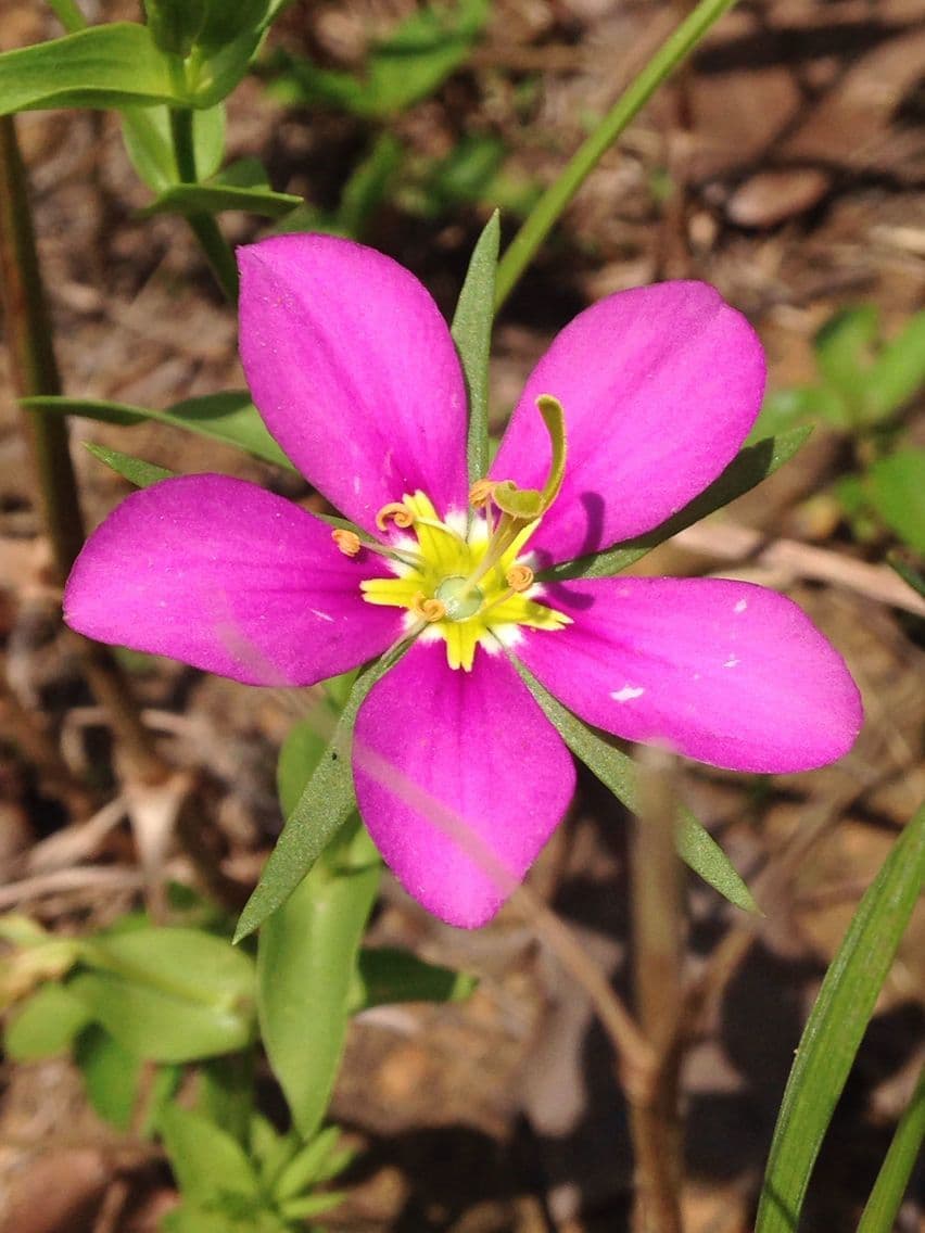 Sabatia 2