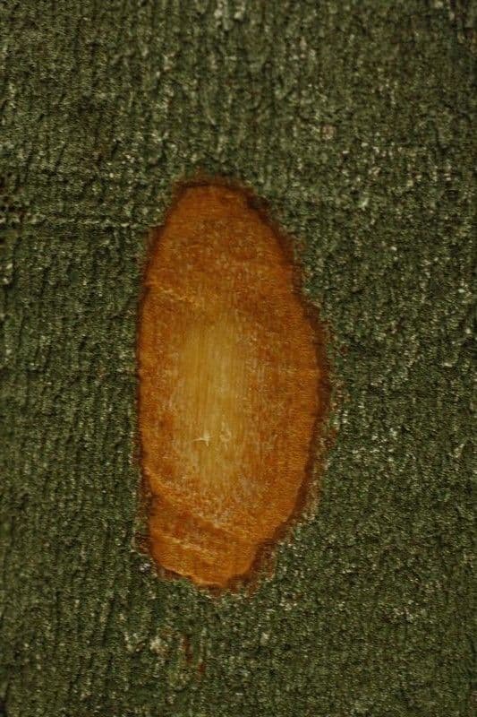 Dendrobangia 16