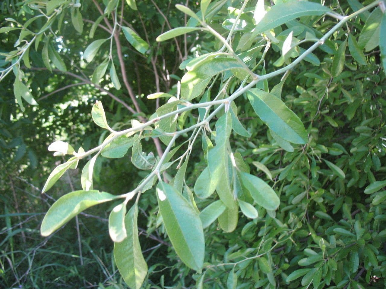 Chittamwood 10