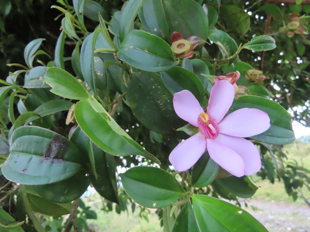 Blakea litoralis 6