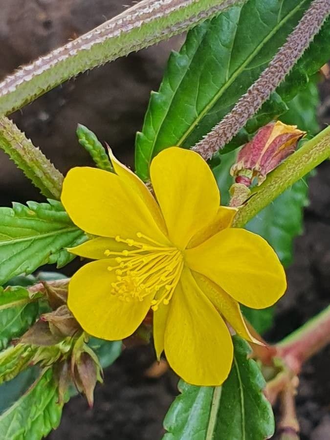 Corchorus trilocularis 6