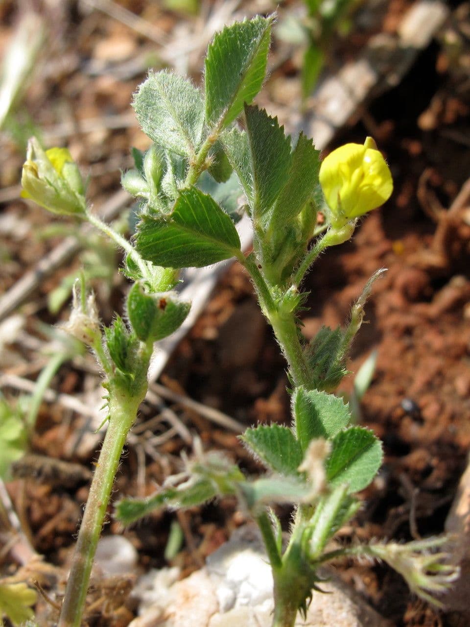 Lucerna stuhnutá 14