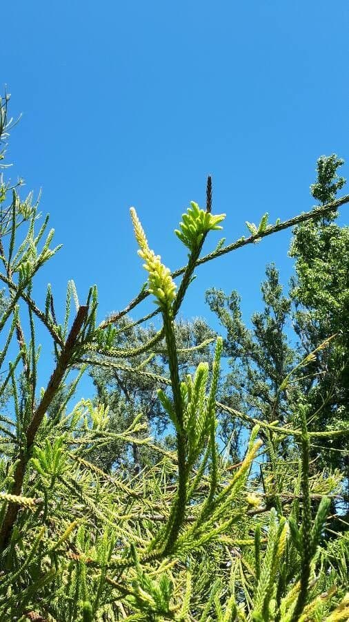 Araucaria 10