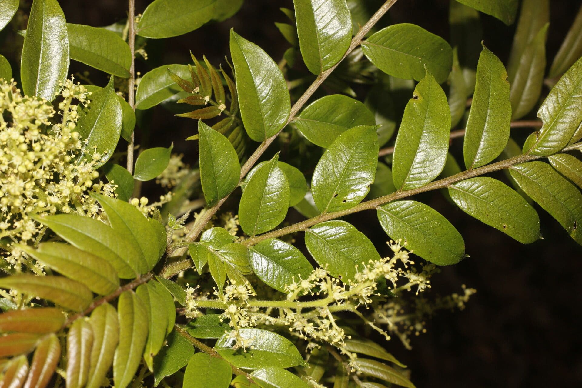 Zanthoxylum 16