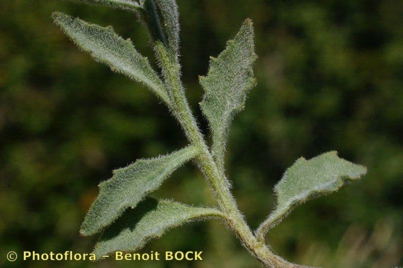 Campanula 16