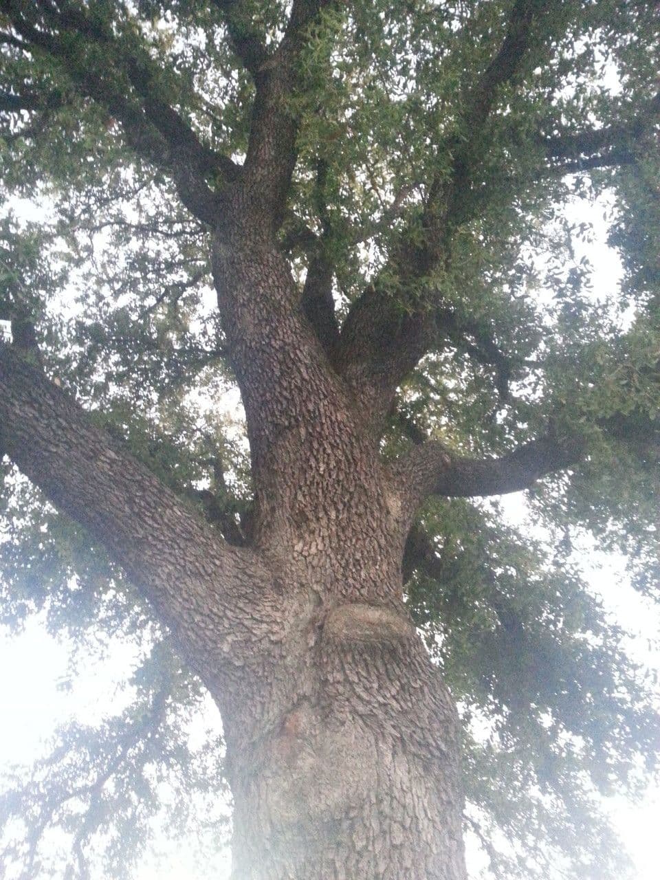 Texas-Eiche 12