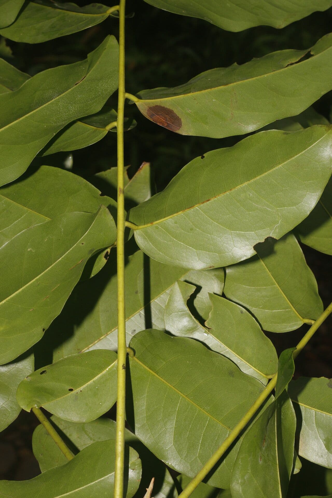Rotfrüchige Vatairea 5