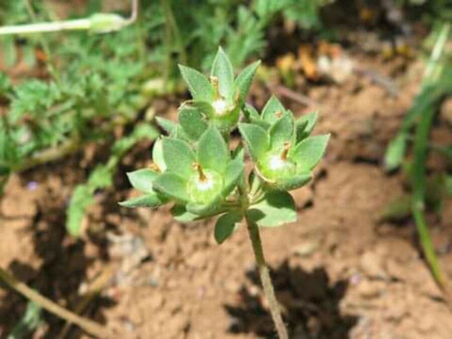 Androsace maxima 20