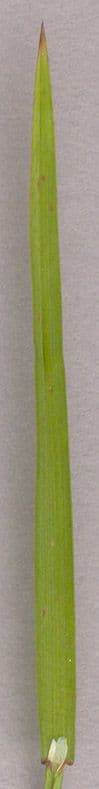 Fienarola compressa 17