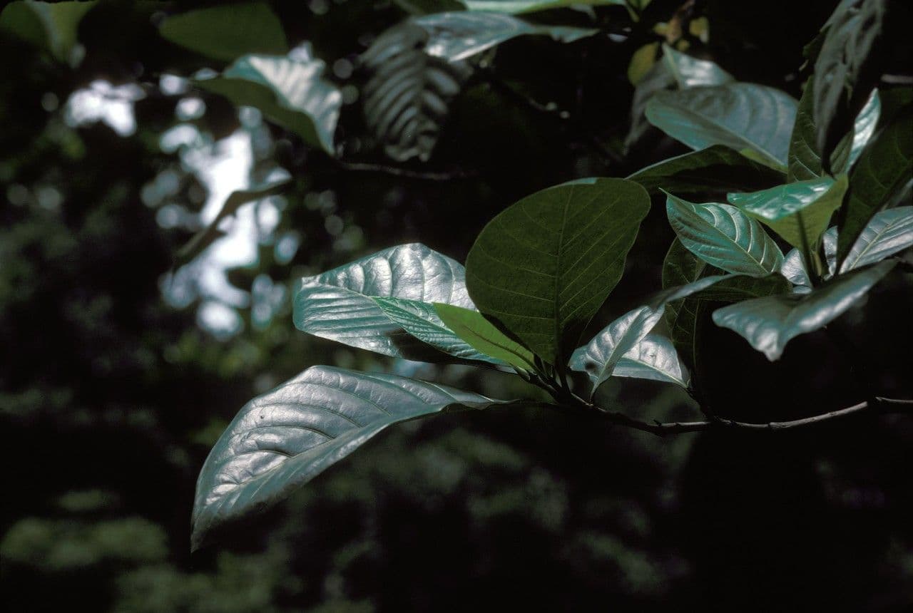 Atractocarpus