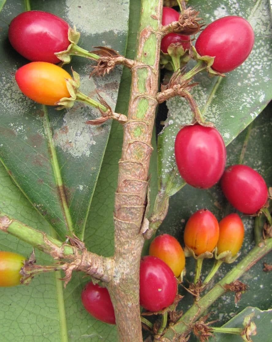Erythroxylum 5