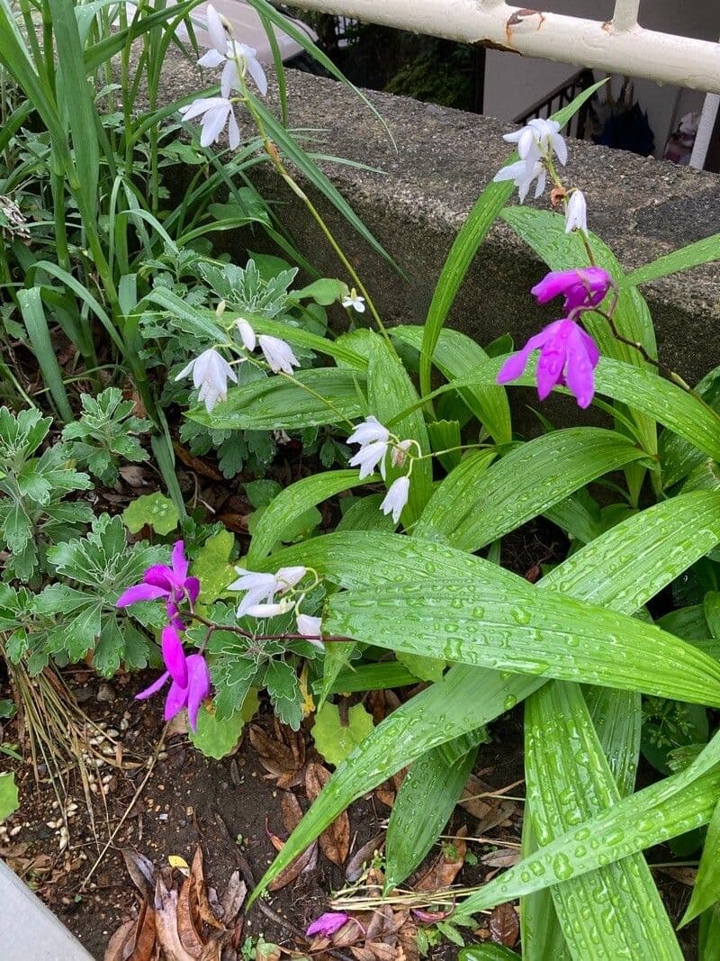 Bletilla striata 9