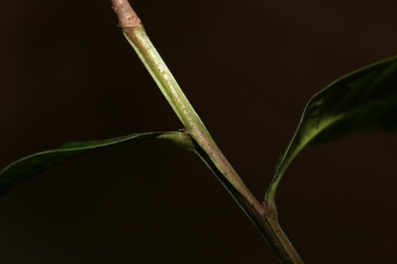 Vantanea 12