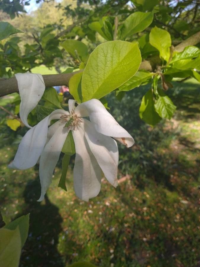 Magnolia stellata 20